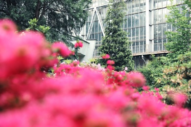 Photo of Beautiful tiny tropical flowers in botanical garden