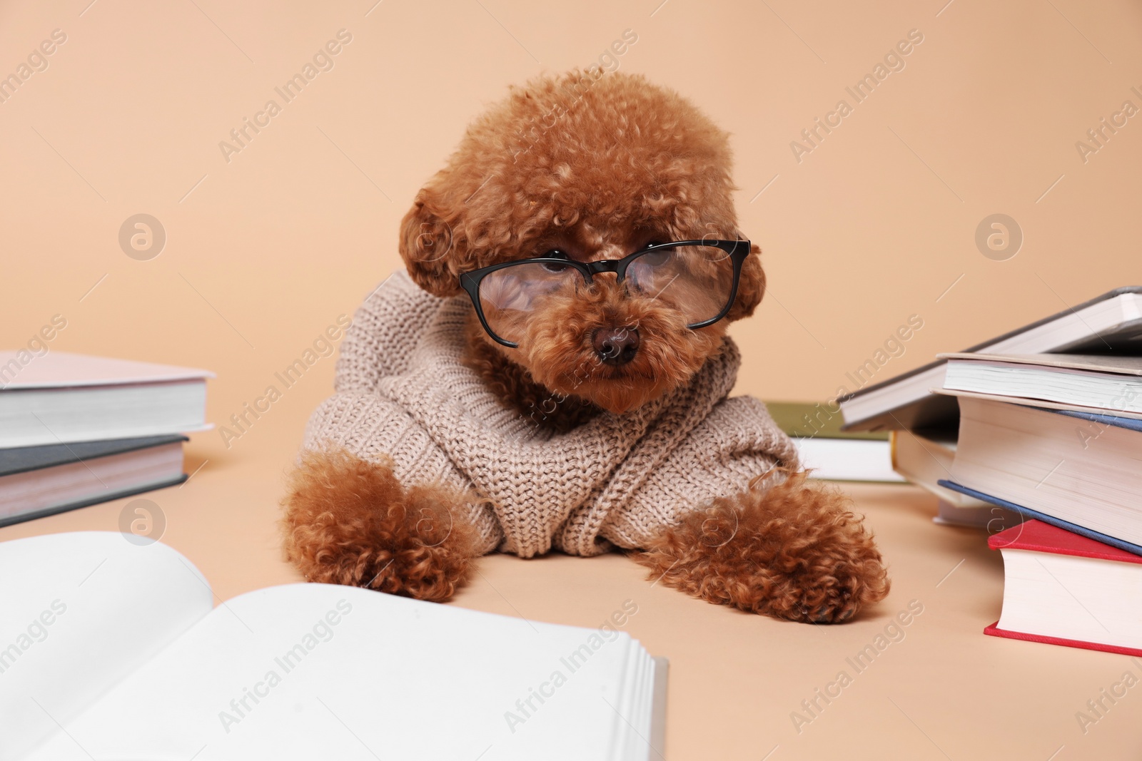 Photo of Cute Maltipoo dog in knitted sweater and glasses surrounded by many books on beige background