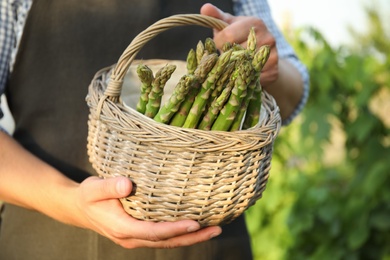 Photo of Man holding wicker basket with fresh raw asparagus outdoors, closeup