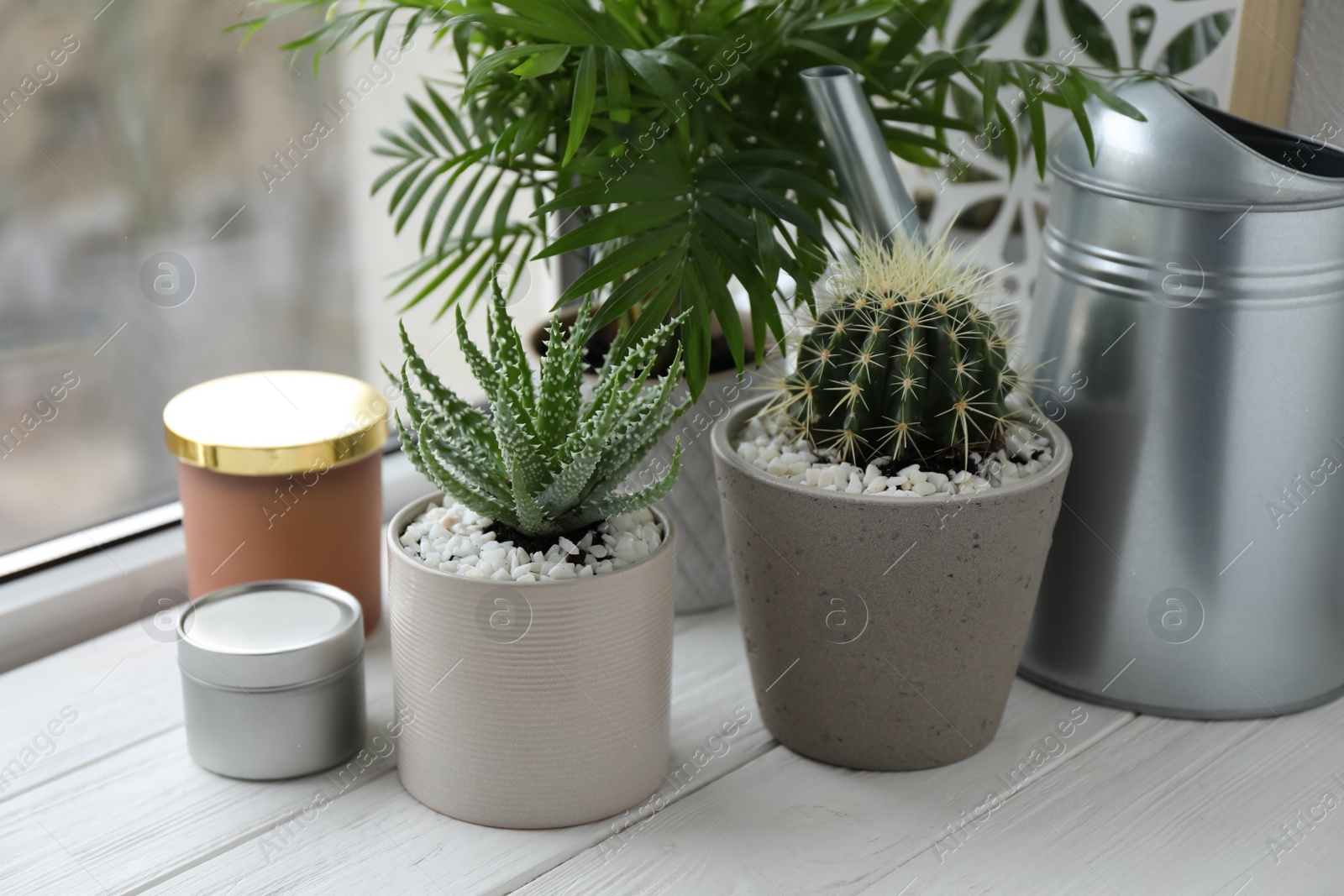 Photo of Beautiful Aloe, Cactus, Chamaedorea in pots with watering can and decor on white wooden windowsill, closeup. Different house plants