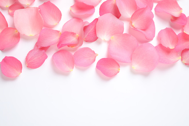 Photo of Fresh pink rose petals on white background, top view