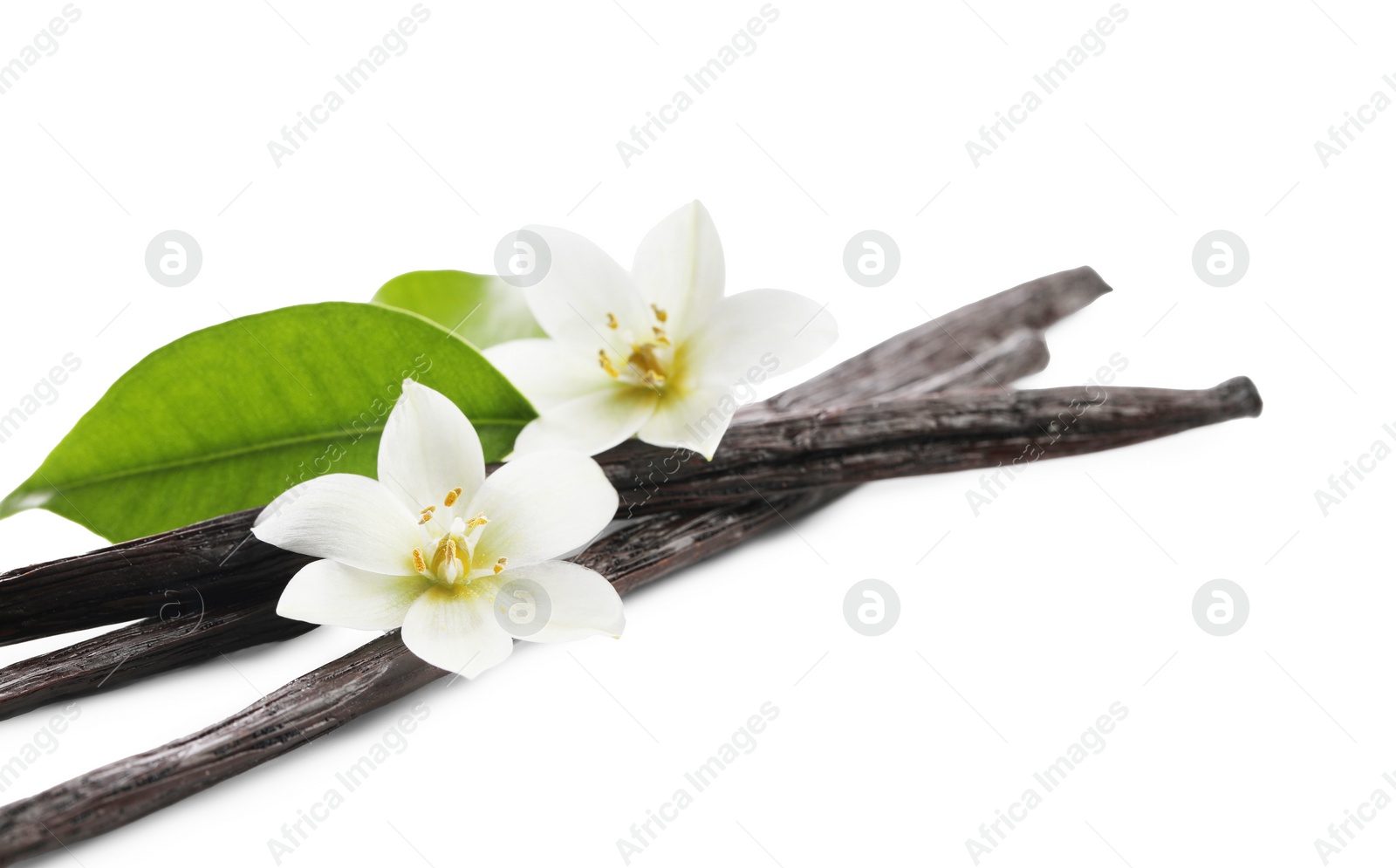 Photo of Vanilla pods, green leaves and flowers isolated on white