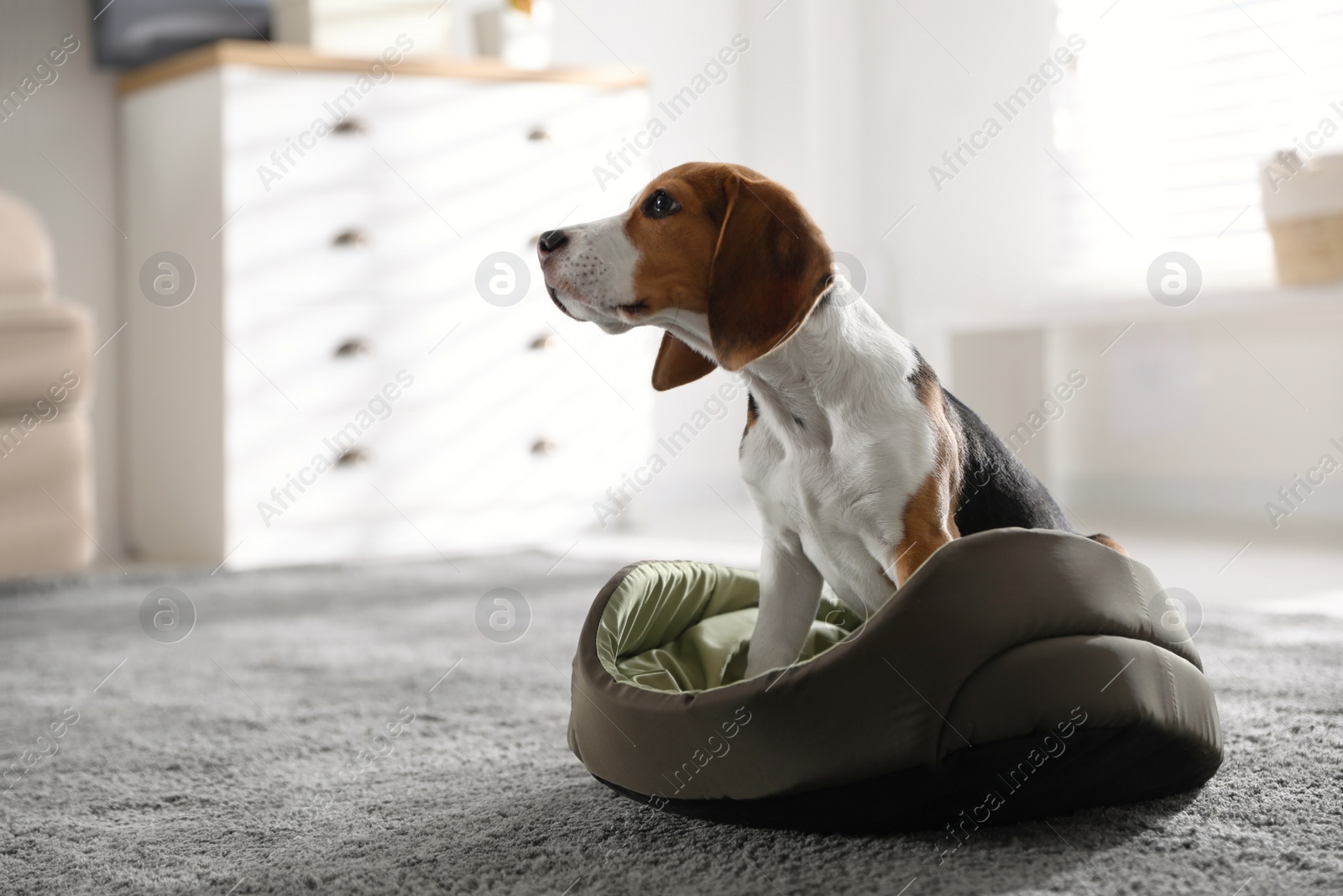 Photo of Cute Beagle puppy in dog bed at home. Adorable pet