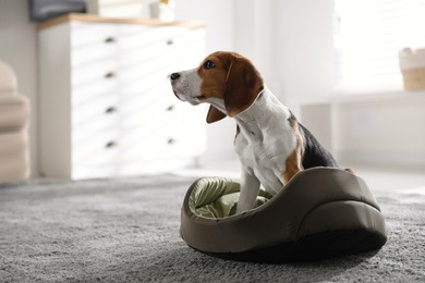 Photo of Cute Beagle puppy in dog bed at home. Adorable pet