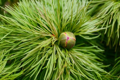 Photo of Top view of fern leaf peony bud growing outdoors, closeup. Spring flower