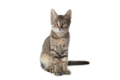 Photo of Grey tabby cat on white background. Adorable pet
