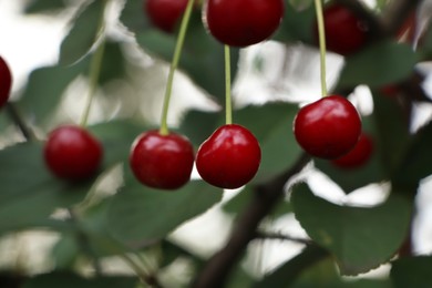 Photo of Closeup view of cherry tree with ripe red berries outdoors