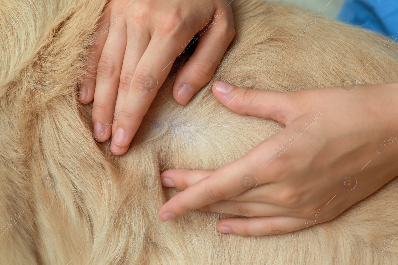 Photo of Woman checking dog's skin for ticks, closeup