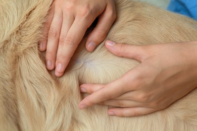 Woman checking dog's skin for ticks, closeup