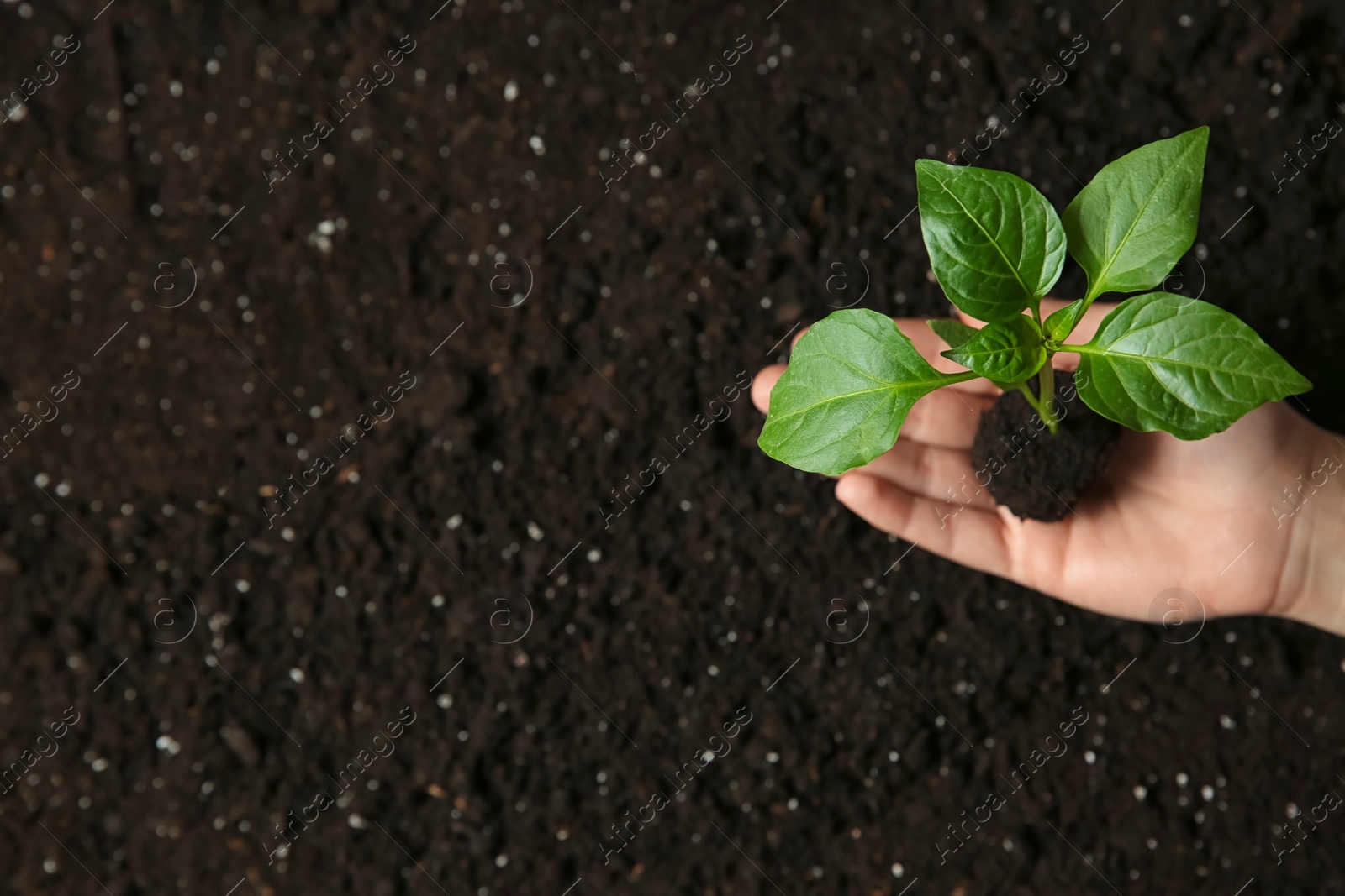 Photo of Woman holding green pepper seedling over soil, top view. Space for text