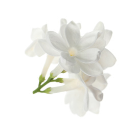 Photo of Beautiful fresh lilac blossom isolated on white