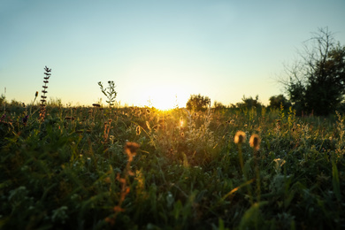 Beautiful field at sunrise. Early morning landscape