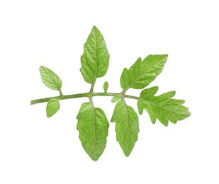 Photo of Branch of tomato plant with leaves isolated on white