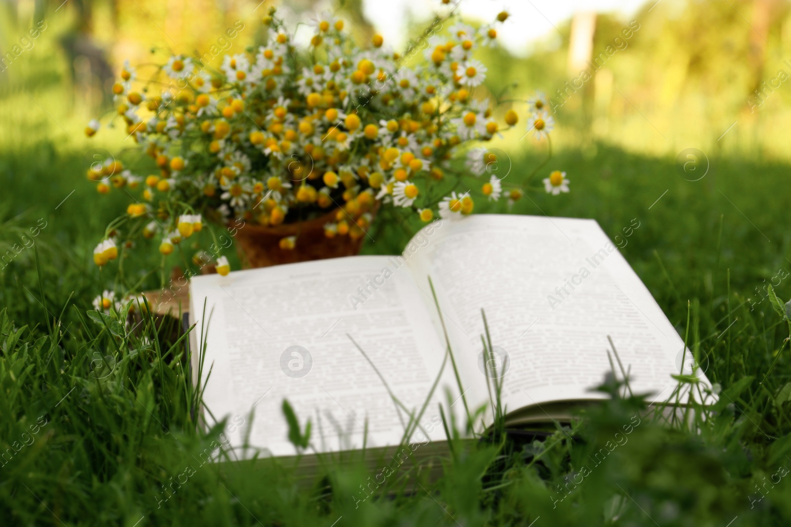 Photo of Open book and chamomiles on green grass outdoors, closeup