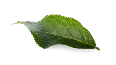 Fresh green elderberry leaf isolated on white