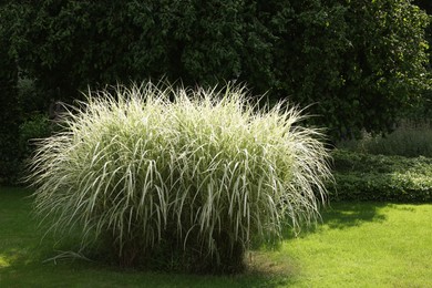 Photo of Beautiful perennial miscanthus plant growing in garden