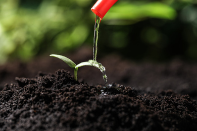 Photo of Watering young seedling in fertile soil, closeup