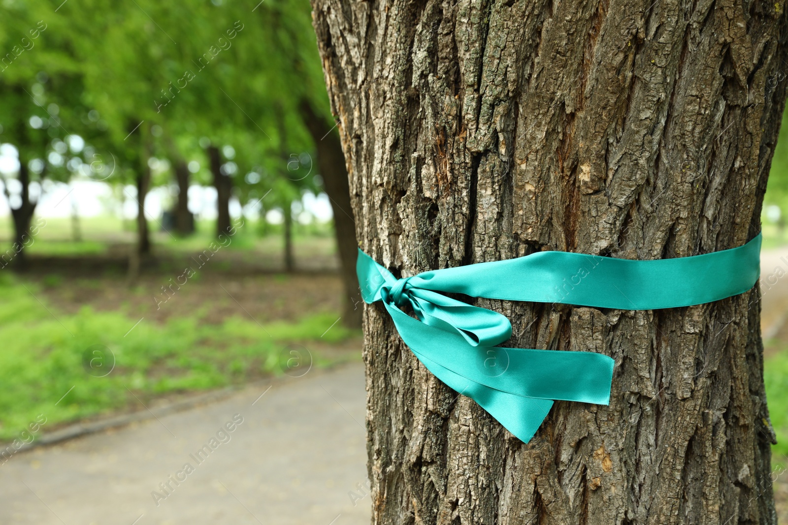 Photo of Teal ribbon tied to tree outdoors, space for text