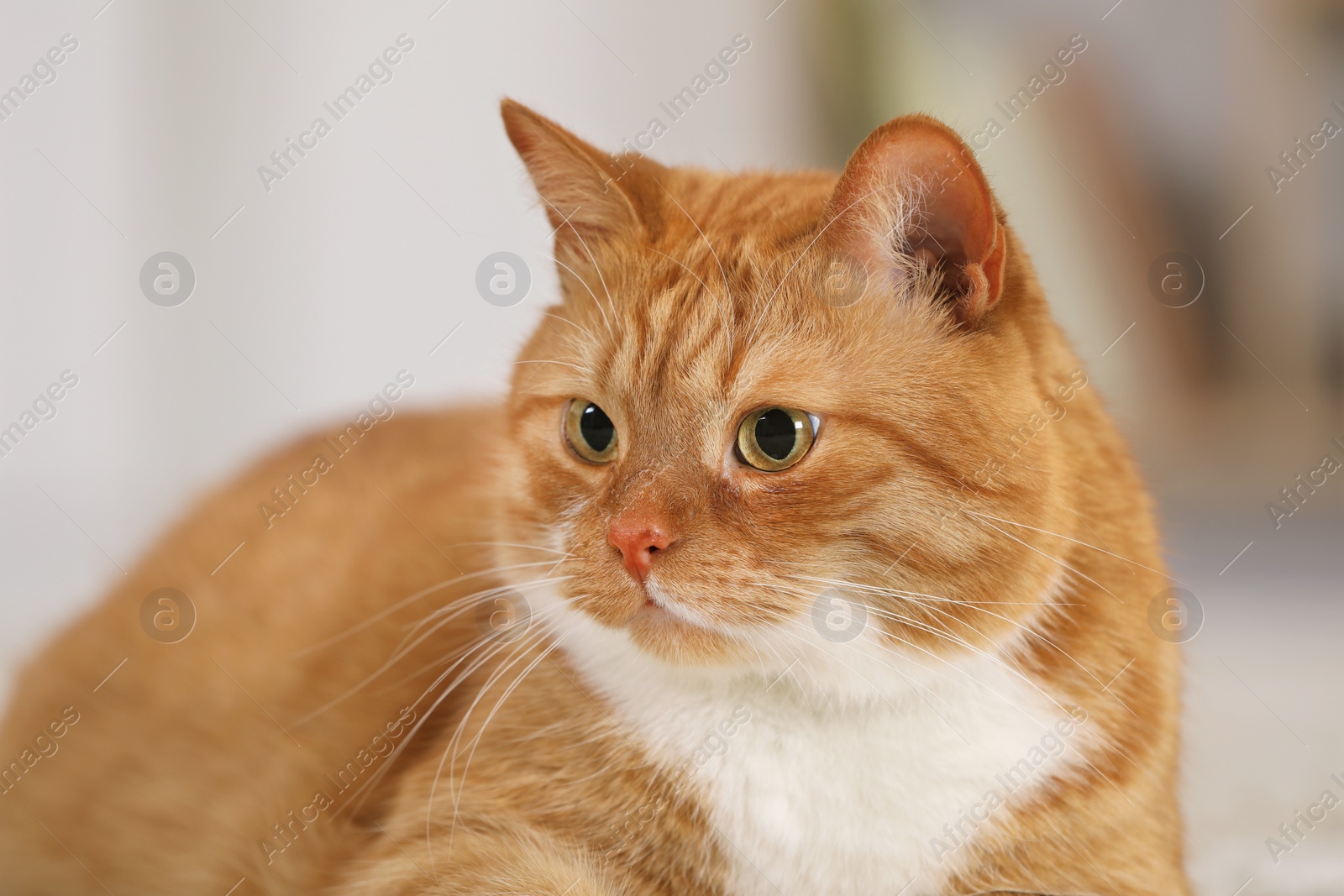 Photo of Cute ginger cat on blurred background, closeup