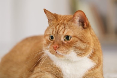 Cute ginger cat on blurred background, closeup