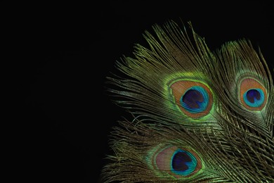Beautiful bright peacock feathers on black background. Space for text