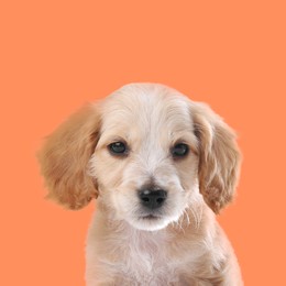 Cute English Cocker Spaniel puppy on pale orange background