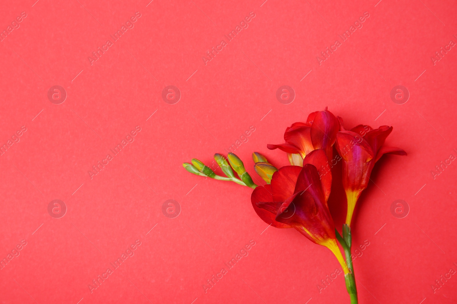 Photo of Beautiful freesia on color background