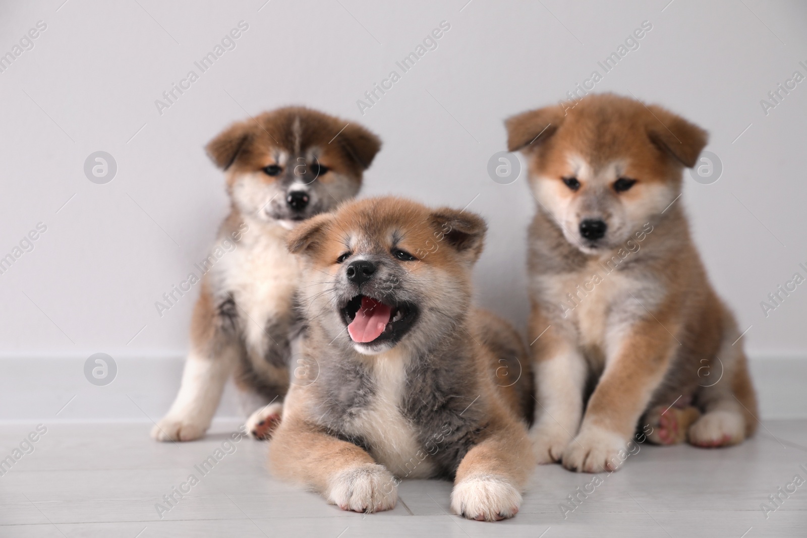 Photo of Adorable Akita Inu puppies on floor near light wall