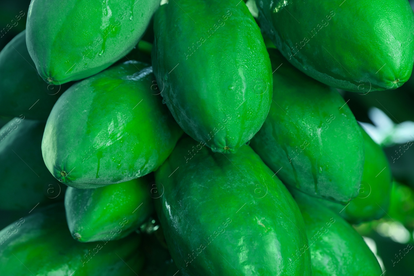 Photo of Unripe papaya fruits growing on tree outdoors, closeup view