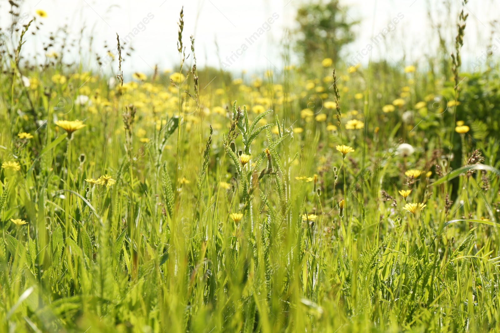 Photo of Beautiful flowers growing in meadow on sunny day