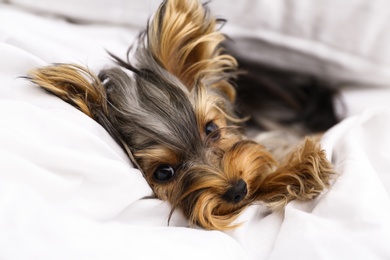 Photo of Adorable Yorkshire terrier lying on bed, closeup. Cute dog