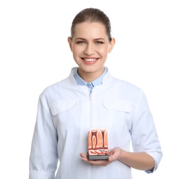 Photo of Female dentist holding teeth model on white background