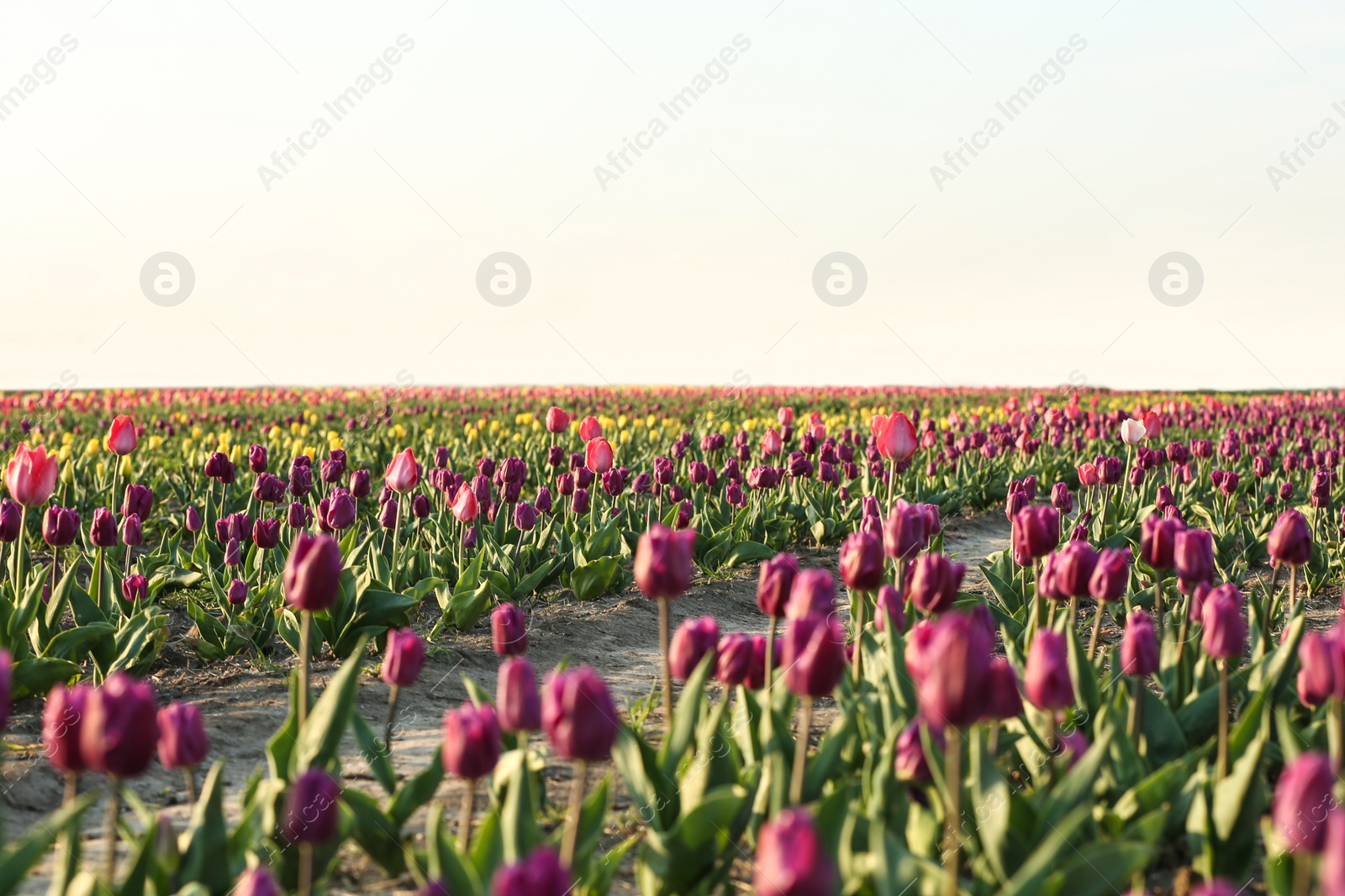 Photo of Field with fresh beautiful tulips. Blooming flowers