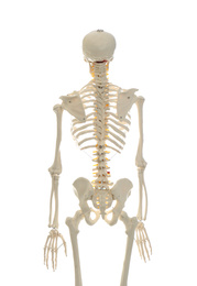 Photo of Artificial human skeleton model isolated on white