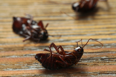 Photo of Dead brown cockroaches on wooden background, closeup. Pest control