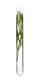 Green plant in test tube on white background