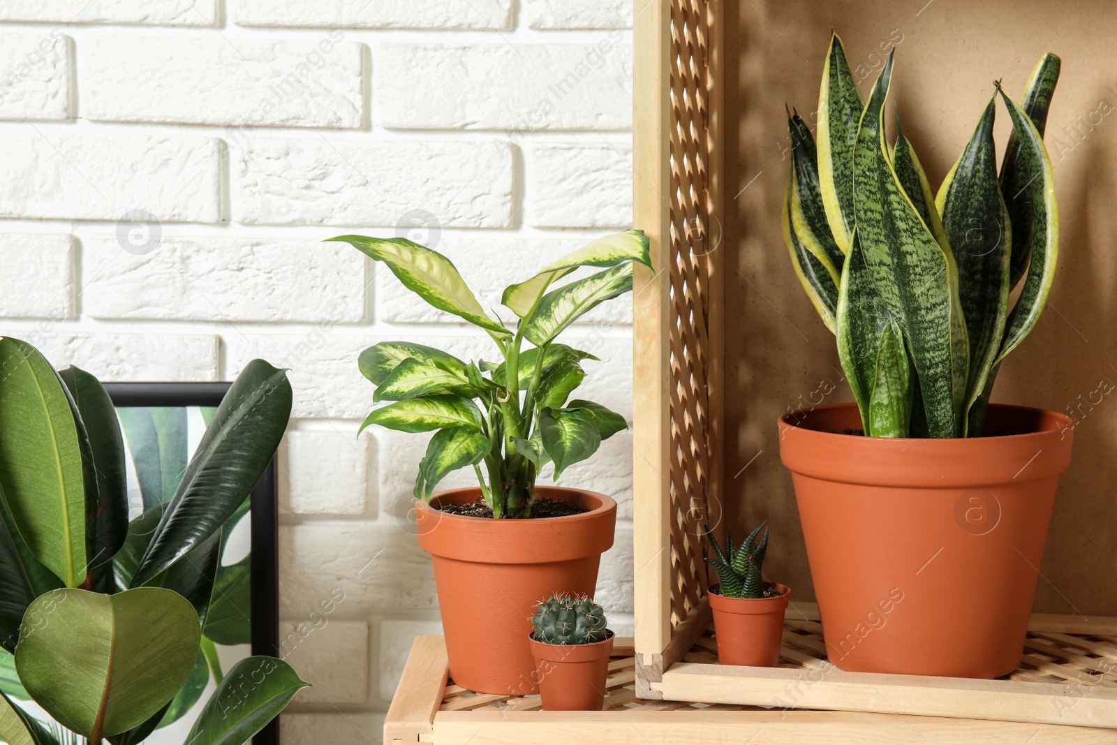 Photo of Potted home plants and wooden crates against brick wall