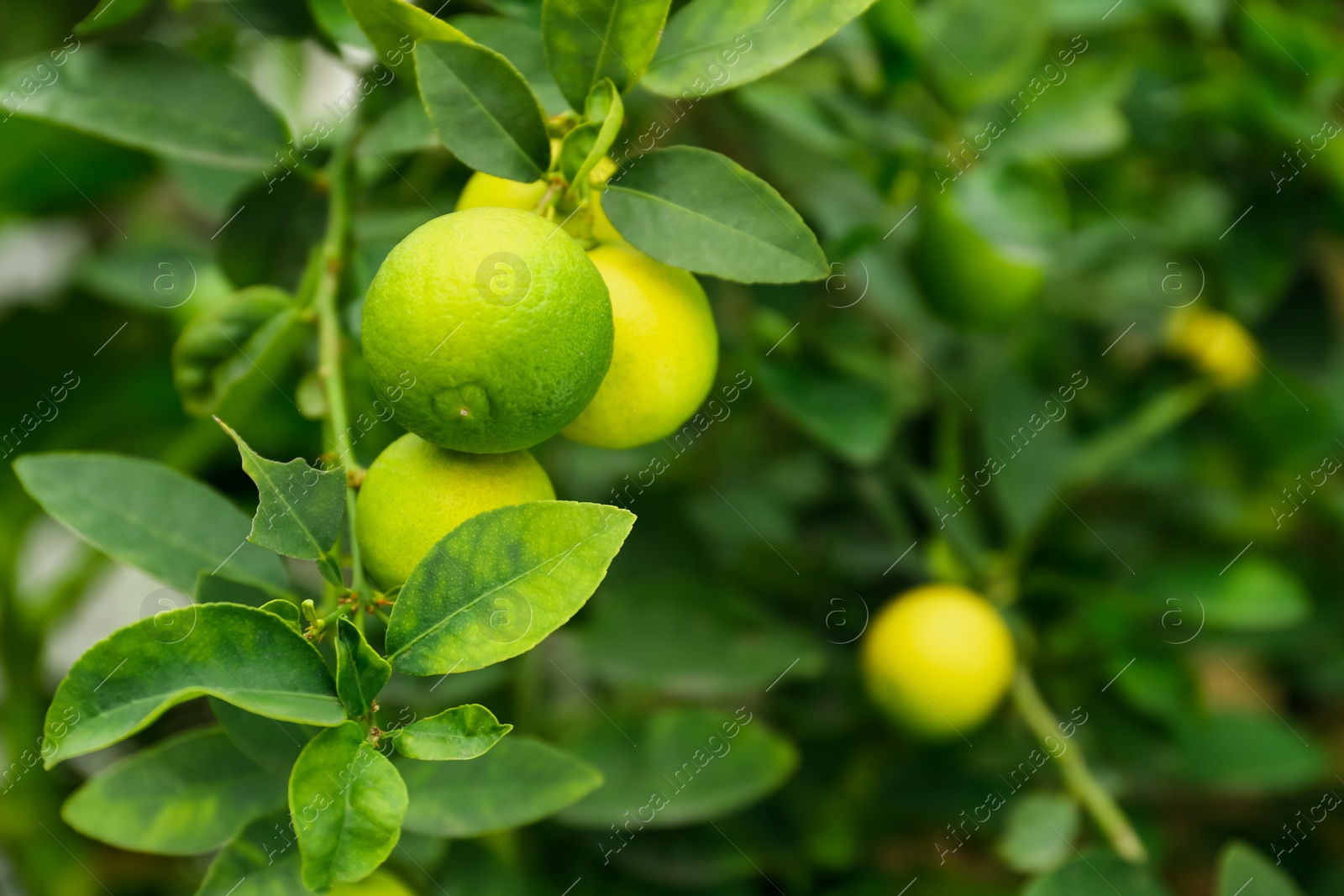 Photo of Ripe limes growing on tree branch in garden, closeup. Space for text