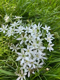 Beautiful white Ornithogalum flowers and green grass growing outdoors