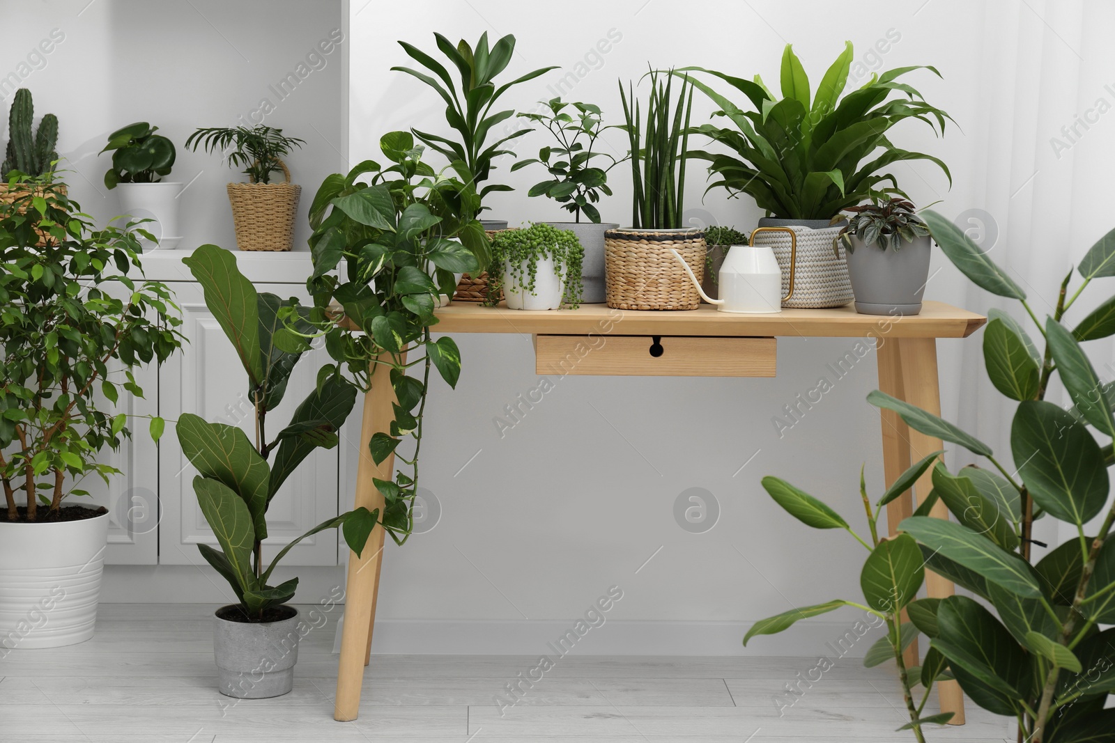 Photo of Many green potted houseplants on wooden table indoors