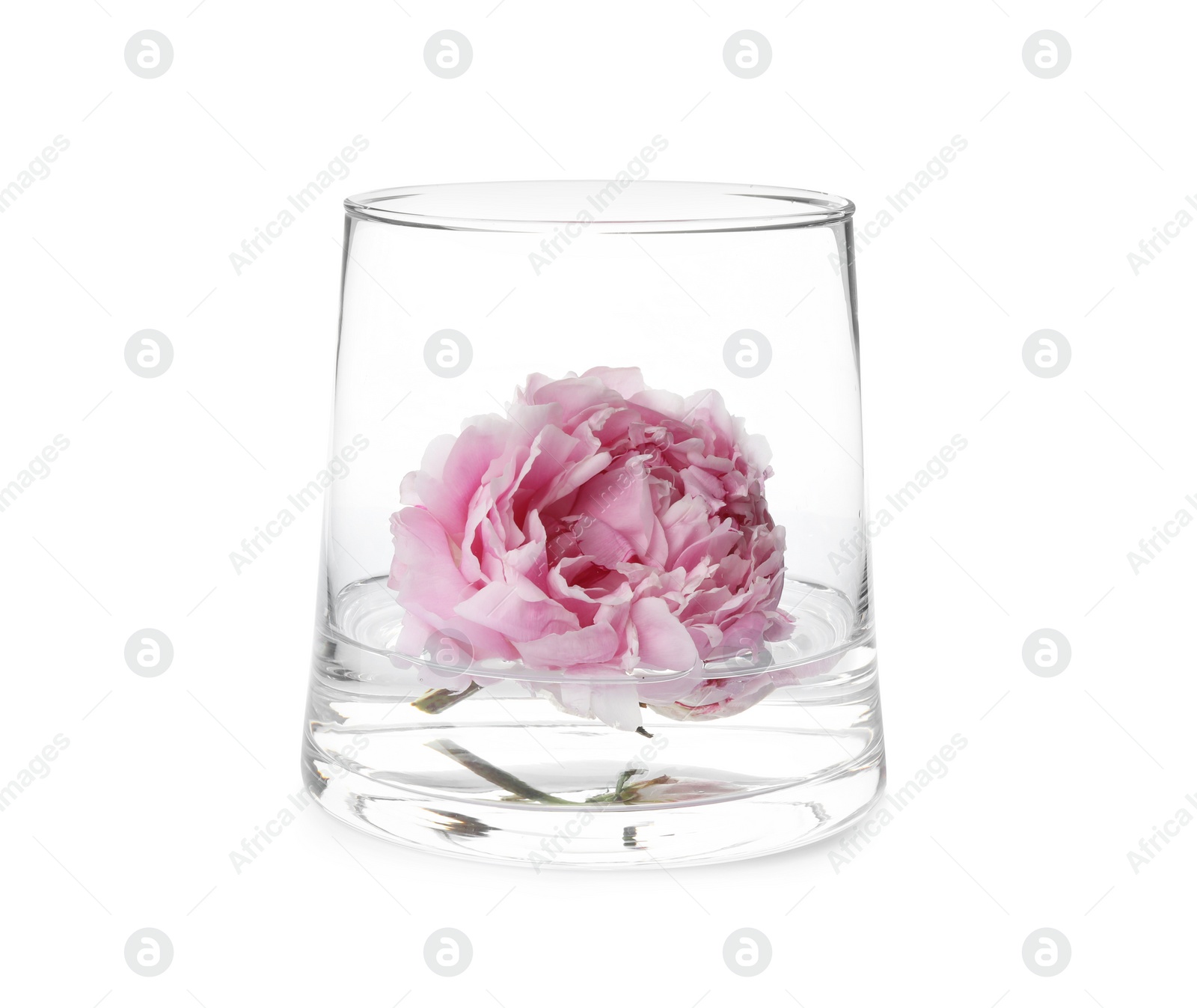 Photo of Beautiful peony flower in vase isolated on white