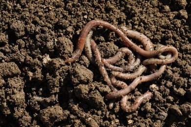 Photo of Many worms on wet soil on sunny day, above view