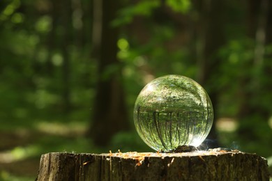 Green trees outdoors, overturned reflection. Crystal ball on stump in forest. Space for text