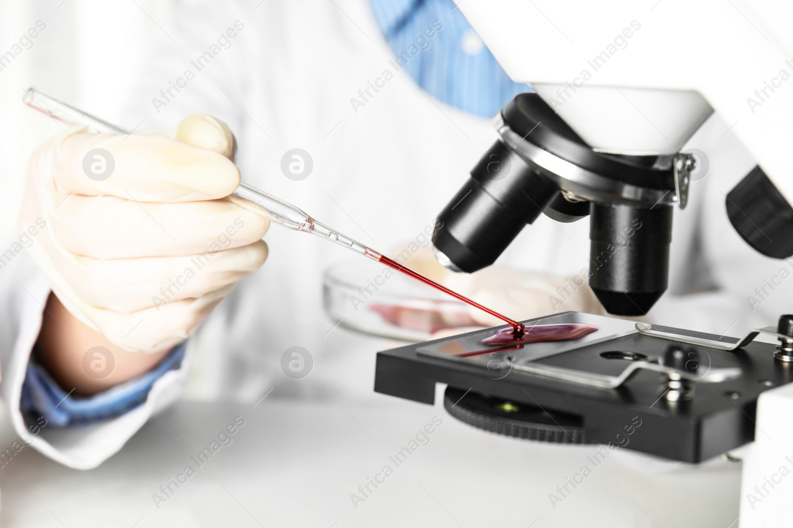 Photo of Scientist dripping blood sample onto slide on microscope in laboratory, closeup. Virus research