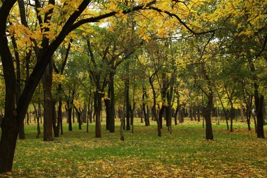 Photo of Picturesque view of park with beautiful trees, fallen leaves and green grass on autumn day