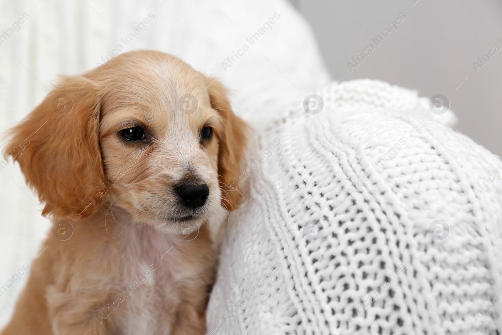 Photo of Cute English Cocker Spaniel puppy on soft plaid. Space for text