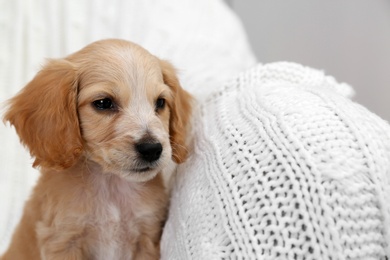Cute English Cocker Spaniel puppy on soft plaid. Space for text