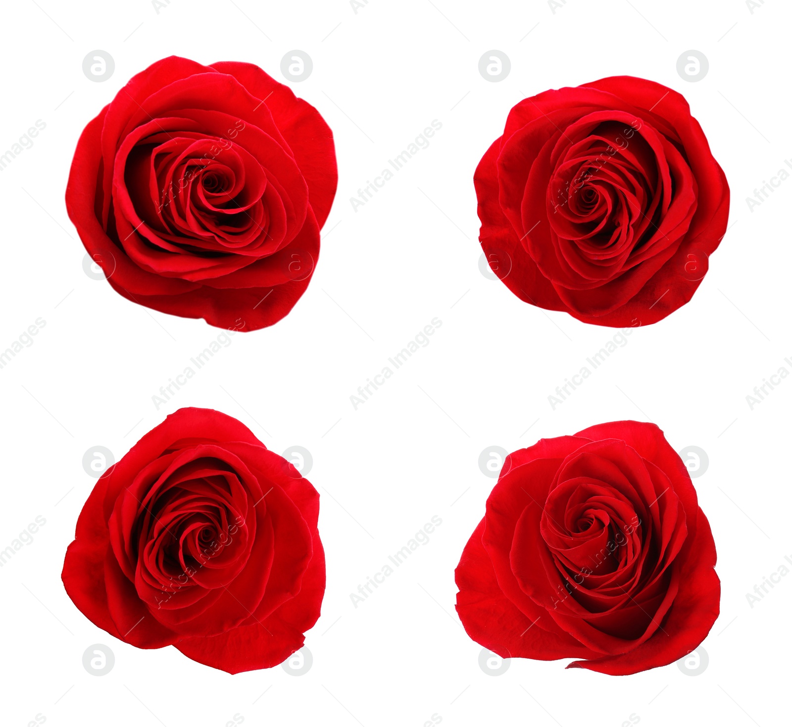 Image of Set of beautiful red roses on white background