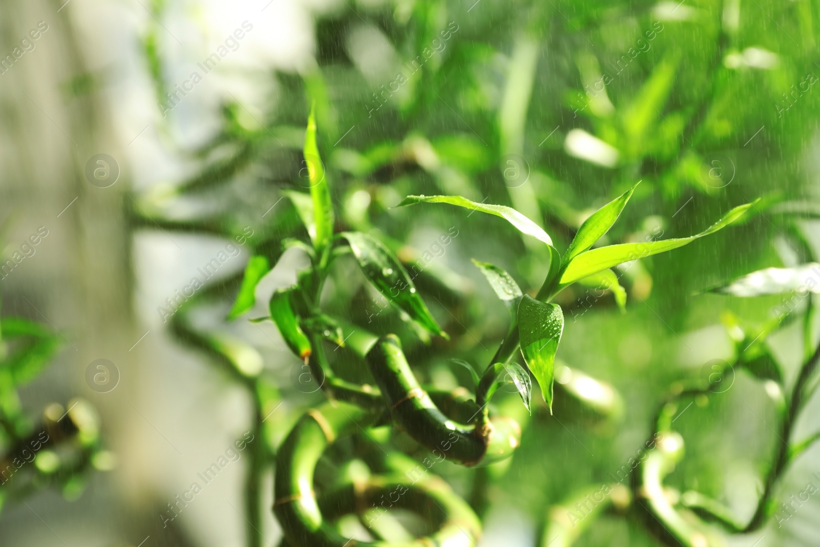 Photo of Bamboo stems with water drops on blurred background, closeup