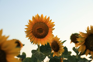 Photo of Sunflower growing in field outdoors on sunny day